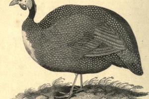 Week 17: Isabelle Bambust