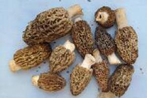 Week 18: Christiane Kuby