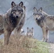 Week 51: Daan Stoffelsen