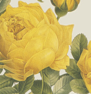 Week 52: Proust-quiz