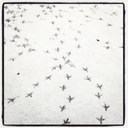 Week 11: Rien Verhoef