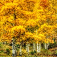 Week 13: Sanne van der Meij