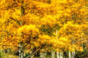 Week 13: Sanne van der Meij