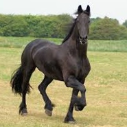 Week 11: Sanne van der Meij