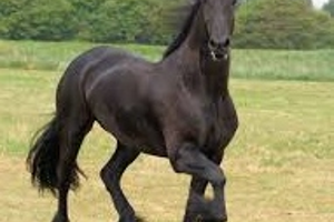 Week 11: Sanne van der Meij