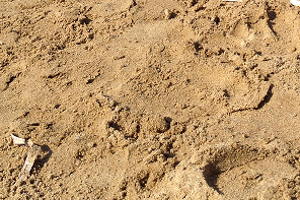 Week 26: Thomas Langerak