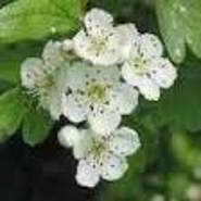 Week 42: Bert de Waart