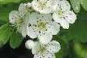 Week 42: Bert de Waart