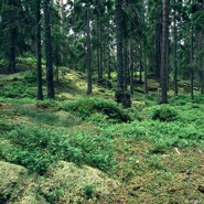 Week 52: Janneke van der Meulen
