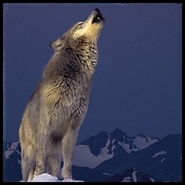 Week 2: Isabelle Bambust