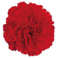 Week 21: Emilia Menkveld