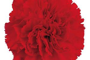 Week 21: Emilia Menkveld