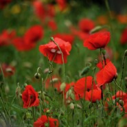 Week 28: Paul Gellings