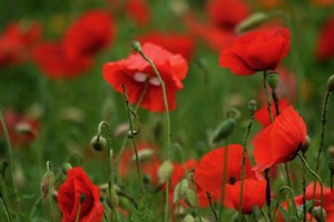 Week 28: Paul Gellings