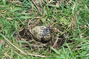 Week 36: Bert de Waart