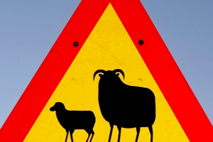 Week 33: Vera Magnússon