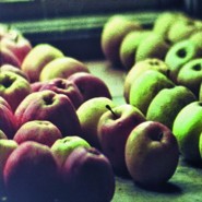 Week 10: Vera Magnússon