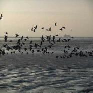 Week 20: Bert de Waart