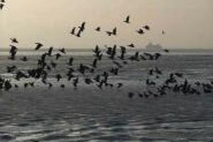 Week 20: Bert de Waart