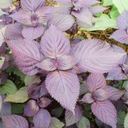 Week 46: Silvia Marijnissen