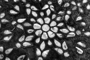 Week 19: Ton Naaijkens