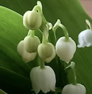 Week 19: Bert de Waart