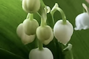 Week 19: Bert de Waart