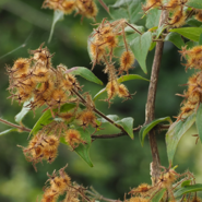 Week 39: Silvia Marijnissen