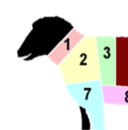 Week 45: Elies Smeyers