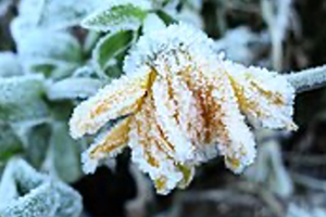 Week 12: Christiane Kuby